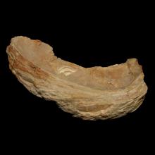 Fossile dhutre Ostrea crassissima